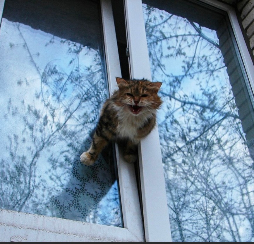 Кошка сидит у окна с сеткой Антикошка